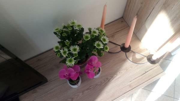 Jordanapartment Poreč Dış mekan fotoğraf